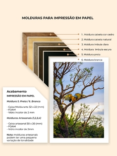 Macaw picture in the cerrado, Alto Paraíso - Quadros Exclusivos - Decoração Fine Art para seu ambiente | Planeta em Fotos