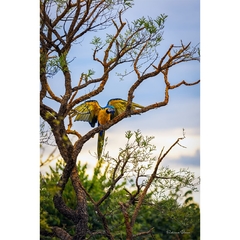 Macaw picture in the cerrado, Alto Paraíso