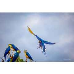 Blue-and-yellow macaws in a flock, Alto Paraíso