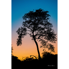 Alvorada com os Tuiuiús, Pantanal