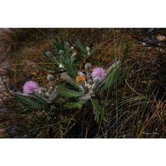 Flor Mimosa do Cerrado, Chapada dos Veadeiros