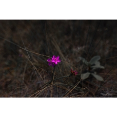 Flor Quaresmeira do Cerrado, Cavalcante de Goiás