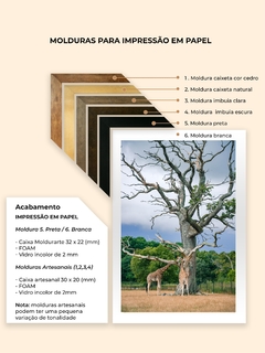 Quadro de Girafas, Dinamarca - Quadros Exclusivos - Decoração Fine Art para seu ambiente | Planeta em Fotos