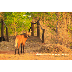 Picture of Maned Wolf, Goiás