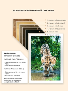 Tigre de Bengala, Dinamarca - Quadros Exclusivos - Decoração Fine Art para seu ambiente | Planeta em Fotos