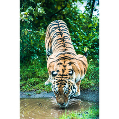 Tigre de Bengala, Dinamarca