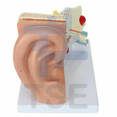 modelo anatómico oreja
