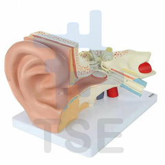 modelo anatómico oreja