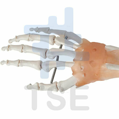 modelo anatomico de la mano