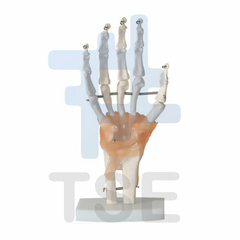 modelo anatomico de la mano