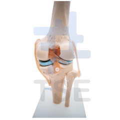 modelo anatomico de la rodilla