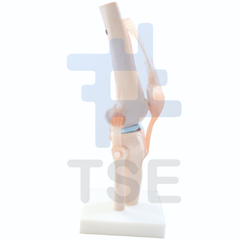 modelo anatomico de la rodilla