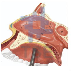 modelo anatomico cavidad nasal