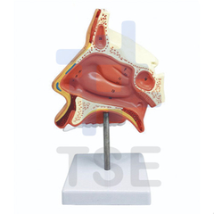 modelo anatomico cavidad nasal