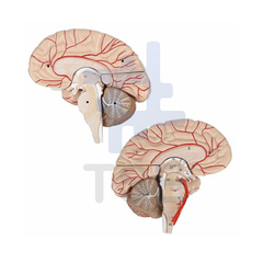 modelo anatomico de cerebro con arterias