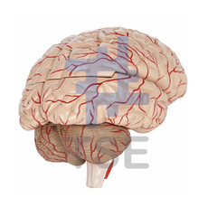 modelo anatomico de cerebro con arterias