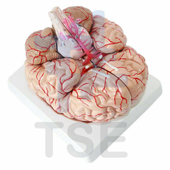 maqueta cerebro humano desmontable