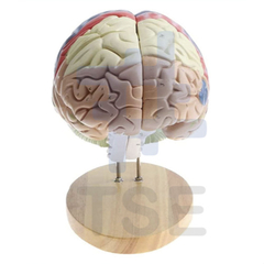 modelo anatomico cerebro