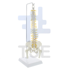modelo anatomico esqueleto pelvis