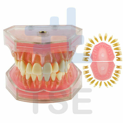 tipodonto frasaco 32 dientes
