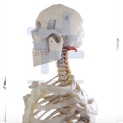 esqueleto humano tamaño real precio