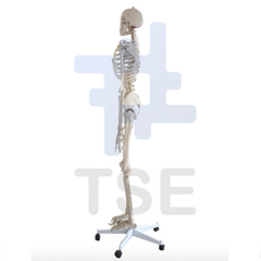 esqueleto humano tamaño real precio