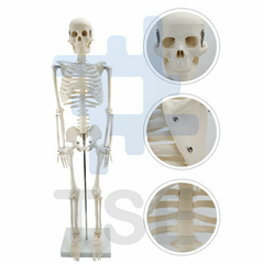 precio esqueleto humano plastico