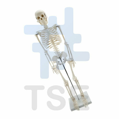 precio esqueleto humano plastico