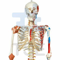 precio esqueleto humano real
