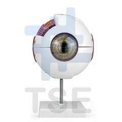 modelo de ojo humano