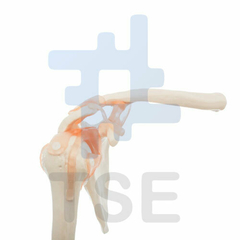 modelo anatomico del hombro