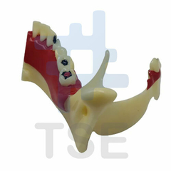 Modelo anatomico  Dientes de mandíbula humano