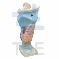 laringe modelo anatomico