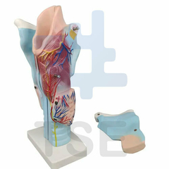 laringe modelo anatomico