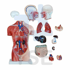 modelo anatomico torso asexuado