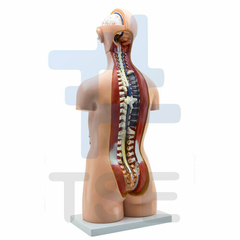 modelo anatomico torso asexuado
