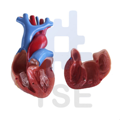 modelo anatomico corazon