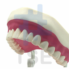 venta simuladores dentales para estudiantes de odontologia