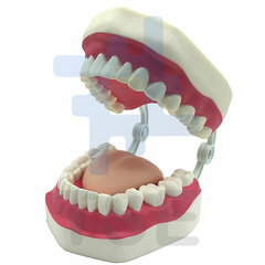 modelo cuidado dental