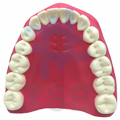 tipodonto dental