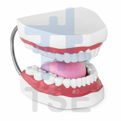 dientes nissin para endodoncia