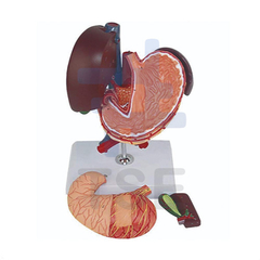 Modelo anatómico de hígado páncreas y duodeno