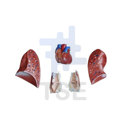 modelo laringe corazon y pulmon