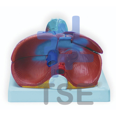 modelo laringe corazon y pulmon
