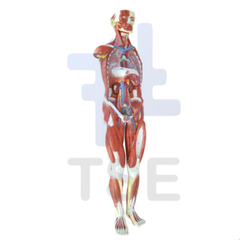modelo anatomico muscular