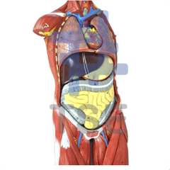 modelo anatomico muscular