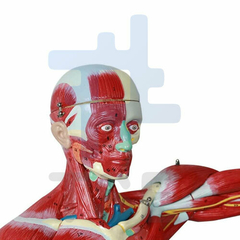 musculos 3d anatomia