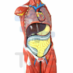 musculos 3d anatomia