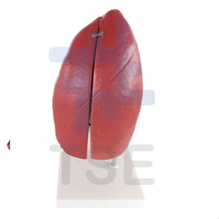 modelo pulmones