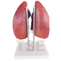 modelo pulmones